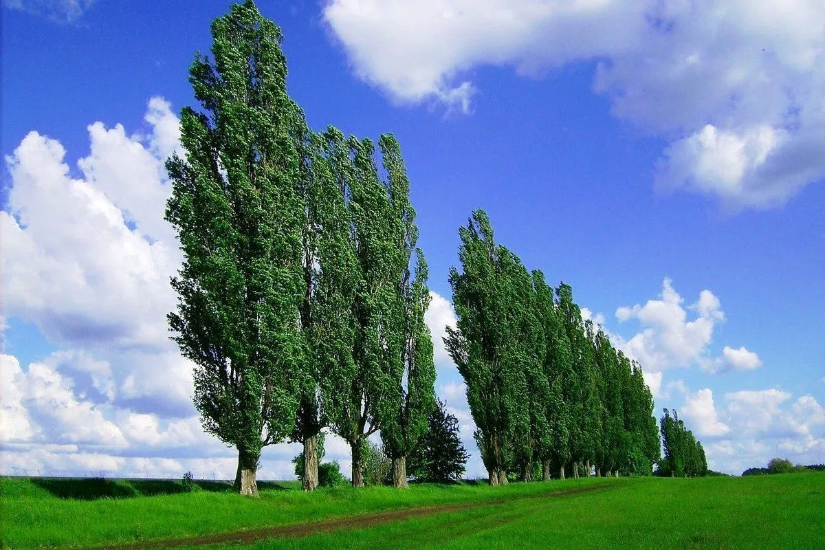 🌳 Тополь ценная порода дерева 🗨 -характеристики, описание, как сушить,  как пилить, как обрабатывать 💲